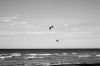 Filename=9039381.jpg
Filesize=26KB
Dimensions=540x360
Date added=Dec 14, 2007 9039381.jpg
